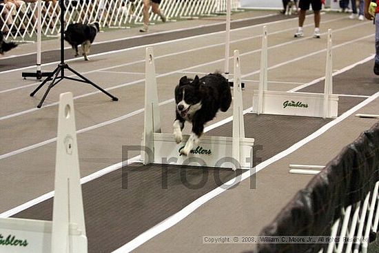 Dawg Derby Flyball Tournement<br />July 12<br />Classic Center<br />Athens, Ga