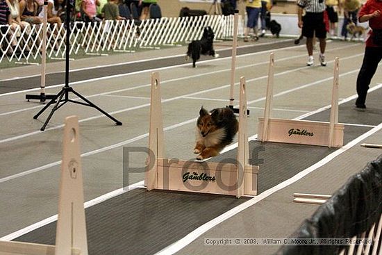 Dawg Derby Flyball Tournement<br />July 12<br />Classic Center<br />Athens, Ga