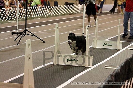 Dawg Derby Flyball Tournement<br />July 12<br />Classic Center<br />Athens, Ga