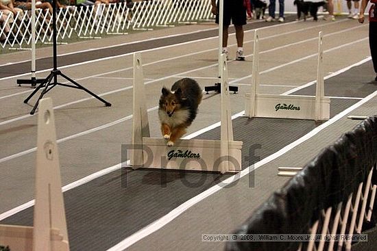 Dawg Derby Flyball Tournement<br />July 12<br />Classic Center<br />Athens, Ga