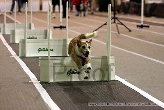 Dawg Derby Flyball Tournement<br />July 12<br />Classic Center<br />Athens, Ga