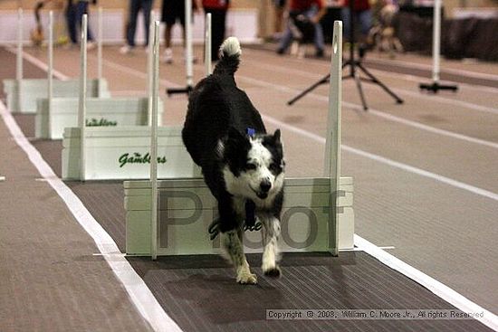 Dawg Derby Flyball Tournement<br />July 12<br />Classic Center<br />Athens, Ga