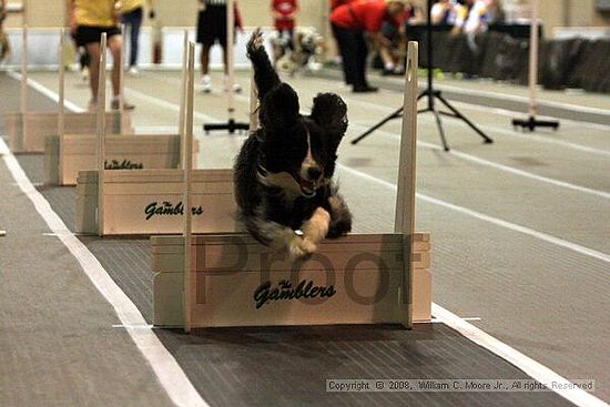 Dawg Derby Flyball Tournement<br />July 12<br />Classic Center<br />Athens, Ga