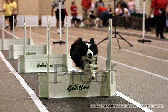 Dawg Derby Flyball Tournement<br />July 12<br />Classic Center<br />Athens, Ga