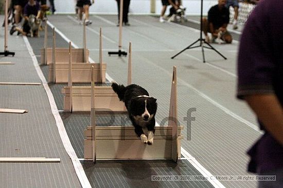 Dawg Derby Flyball Tournement<br />July 12<br />Classic Center<br />Athens, Ga