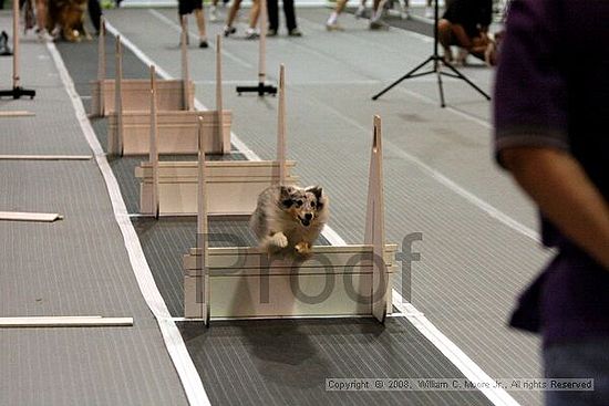 Dawg Derby Flyball Tournement<br />July 12<br />Classic Center<br />Athens, Ga
