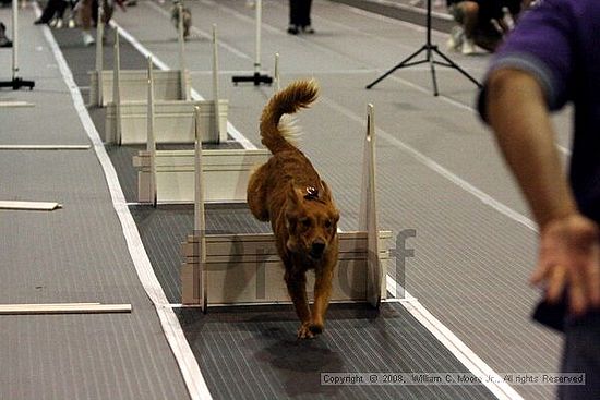 Dawg Derby Flyball Tournement<br />July 12<br />Classic Center<br />Athens, Ga