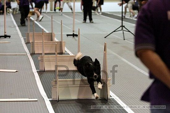 Dawg Derby Flyball Tournement<br />July 12<br />Classic Center<br />Athens, Ga