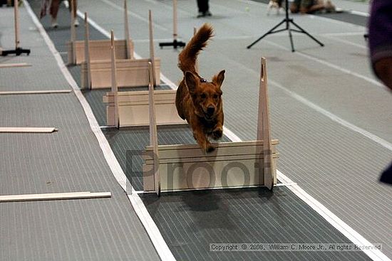 Dawg Derby Flyball Tournement<br />July 12<br />Classic Center<br />Athens, Ga