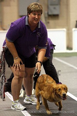 Dawg Derby Flyball Tournement<br />July 12<br />Classic Center<br />Athens, Ga
