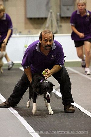 Dawg Derby Flyball Tournement<br />July 12<br />Classic Center<br />Athens, Ga
