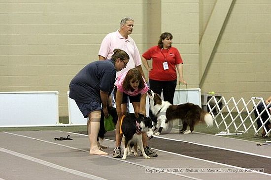 Dawg Derby Flyball Tournement<br />July 12<br />Classic Center<br />Athens, Ga