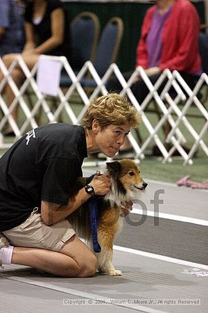 Dawg Derby Flyball Tournement<br />July 12<br />Classic Center<br />Athens, Ga