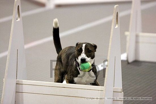 Dawg Derby Flyball Tournement<br />July 12<br />Classic Center<br />Athens, Ga