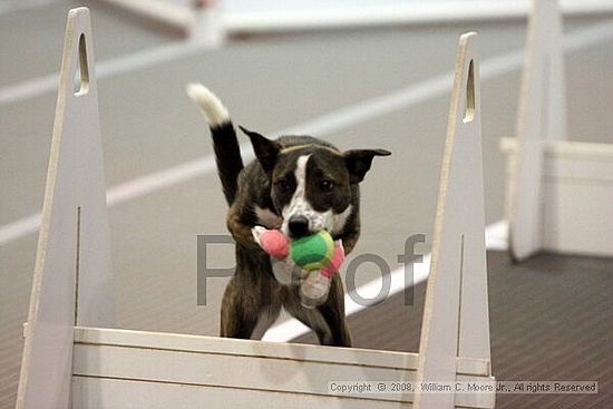 Dawg Derby Flyball Tournement<br />July 12<br />Classic Center<br />Athens, Ga