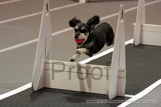 Dawg Derby Flyball Tournement<br />July 12<br />Classic Center<br />Athens, Ga