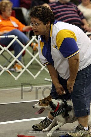 Dawg Derby Flyball Tournement<br />July 12<br />Classic Center<br />Athens, Ga