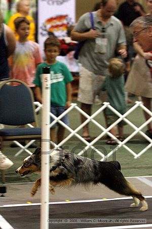 Dawg Derby Flyball Tournement<br />July 12<br />Classic Center<br />Athens, Ga