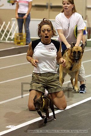 Dawg Derby Flyball Tournement<br />July 12<br />Classic Center<br />Athens, Ga