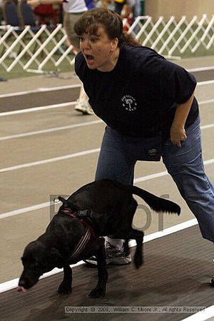 Dawg Derby Flyball Tournement<br />July 12<br />Classic Center<br />Athens, Ga