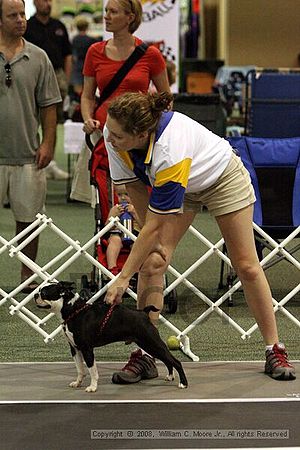 Dawg Derby Flyball Tournement<br />July 12<br />Classic Center<br />Athens, Ga