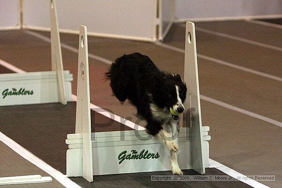 Dawg Derby Flyball Tournement<br />July 12<br />Classic Center<br />Athens, Ga