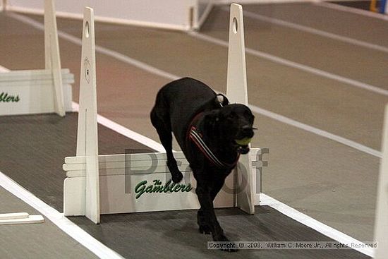 Dawg Derby Flyball Tournement<br />July 12<br />Classic Center<br />Athens, Ga