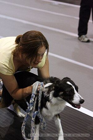 Dawg Derby Flyball Tournement<br />July 12<br />Classic Center<br />Athens, Ga
