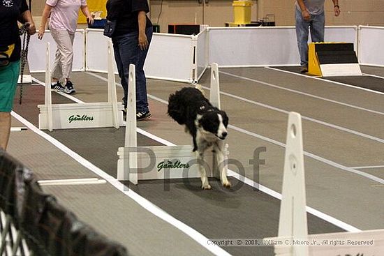Dawg Derby Flyball Tournement<br />July 12<br />Classic Center<br />Athens, Ga