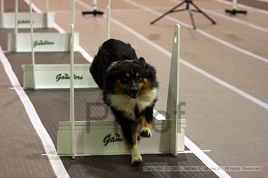 Dawg Derby Flyball Tournement<br />July 12<br />Classic Center<br />Athens, Ga