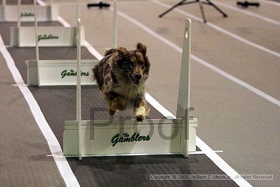 Dawg Derby Flyball Tournement<br />July 12<br />Classic Center<br />Athens, Ga