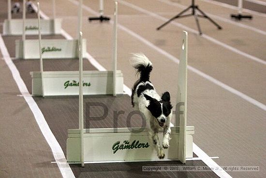 Dawg Derby Flyball Tournement<br />July 12<br />Classic Center<br />Athens, Ga