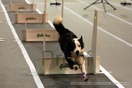 Dawg Derby Flyball Tournement<br />July 12<br />Classic Center<br />Athens, Ga