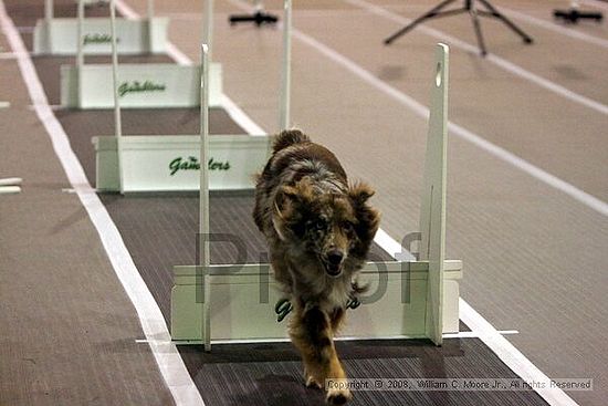 Dawg Derby Flyball Tournement<br />July 12<br />Classic Center<br />Athens, Ga