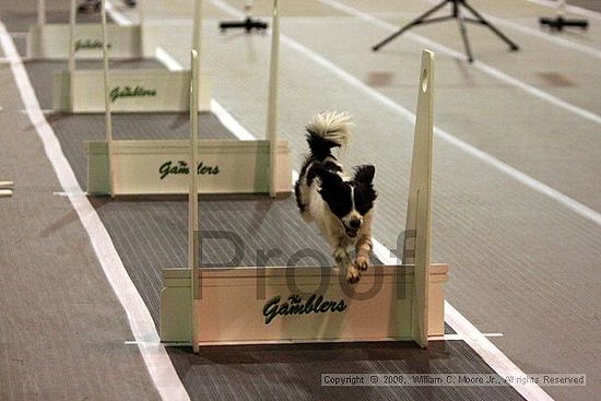 Dawg Derby Flyball Tournement<br />July 12<br />Classic Center<br />Athens, Ga