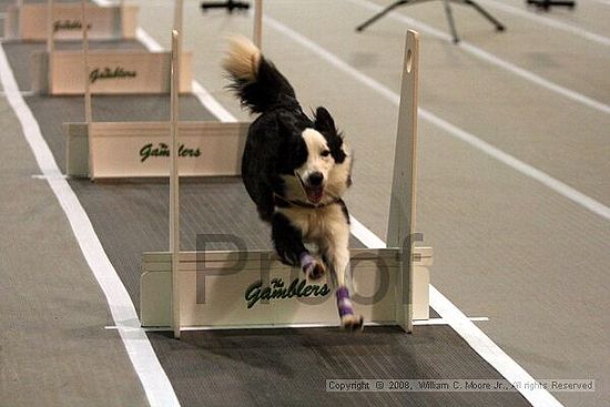 Dawg Derby Flyball Tournement<br />July 12<br />Classic Center<br />Athens, Ga