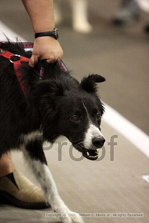 Dawg Derby Flyball Tournement<br />July 12<br />Classic Center<br />Athens, Ga