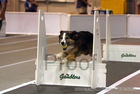 Dawg Derby Flyball Tournement<br />July 12<br />Classic Center<br />Athens, Ga