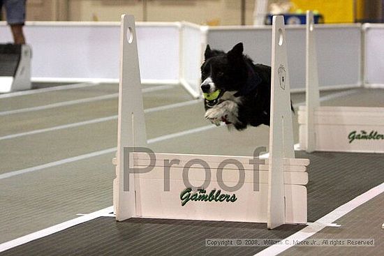 Dawg Derby Flyball Tournement<br />July 12<br />Classic Center<br />Athens, Ga