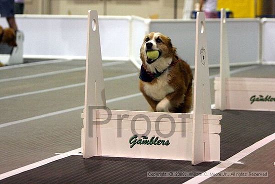 Dawg Derby Flyball Tournement<br />July 12<br />Classic Center<br />Athens, Ga