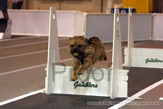 Dawg Derby Flyball Tournement<br />July 12<br />Classic Center<br />Athens, Ga