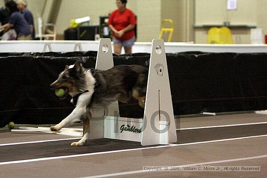 Dawg Derby Flyball Tournement<br />July 12<br />Classic Center<br />Athens, Ga