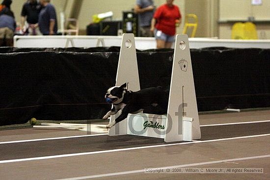Dawg Derby Flyball Tournement<br />July 12<br />Classic Center<br />Athens, Ga