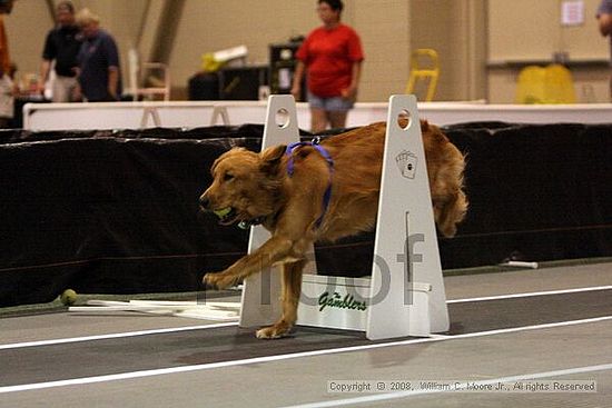 Dawg Derby Flyball Tournement<br />July 12<br />Classic Center<br />Athens, Ga