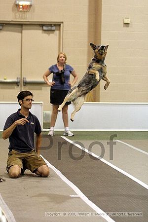 Dawg Derby Flyball Tournement<br />July 12<br />Classic Center<br />Athens, Ga