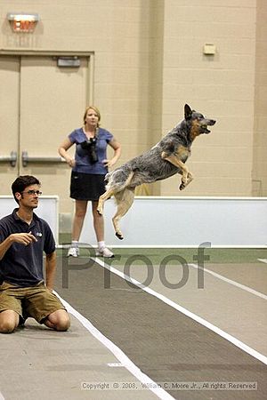 Dawg Derby Flyball Tournement<br />July 12<br />Classic Center<br />Athens, Ga