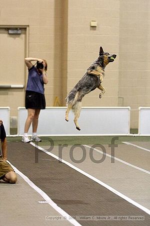 Dawg Derby Flyball Tournement<br />July 12<br />Classic Center<br />Athens, Ga