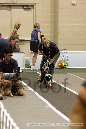 Dawg Derby Flyball Tournement<br />July 12<br />Classic Center<br />Athens, Ga