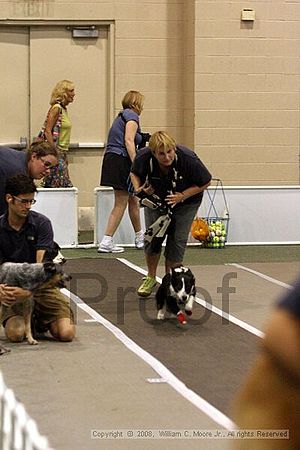 Dawg Derby Flyball Tournement<br />July 12<br />Classic Center<br />Athens, Ga