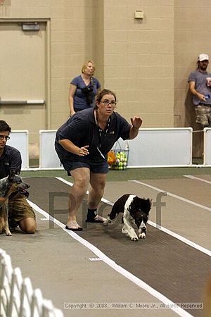 Dawg Derby Flyball Tournement<br />July 12<br />Classic Center<br />Athens, Ga